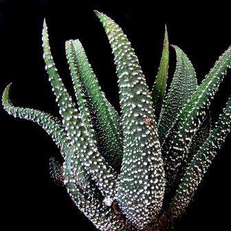 Haworthia attenuata var. radula Seeds - Indigenous Endemic Succulent - Flat Ship Rate - NEW