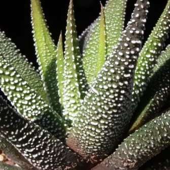 Haworthia attenuata var. radula Seeds - Indigenous Endemic Succulent - Flat Ship Rate - NEW