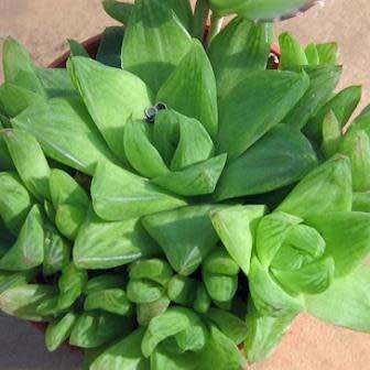 Haworthia cymbiformis - 10 Seed Pack - Indigenous Endemic Succulent - Combined Global Shipping - NEW