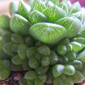 Haworthia cymbiformis - 10 Seed Pack - Indigenous Endemic Succulent - Combined Global Shipping - NEW