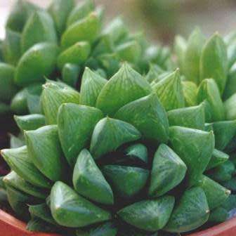 Haworthia cymbiformis - 10 Seed Pack - Indigenous Endemic Succulent - Combined Global Shipping - NEW