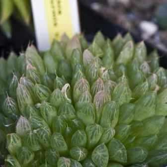 Haworthia cymbiformis - 10 Seed Pack - Indigenous Endemic Succulent - Combined Global Shipping - NEW