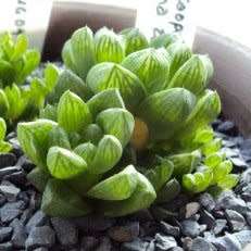 Haworthia cymbiformis - 10 Seed Pack - Indigenous Endemic Succulent - Combined Global Shipping - NEW