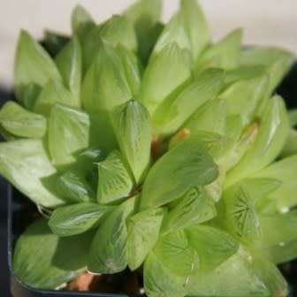 Haworthia cymbiformis - 10 Seed Pack - Indigenous Endemic Succulent - Combined Global Shipping - NEW