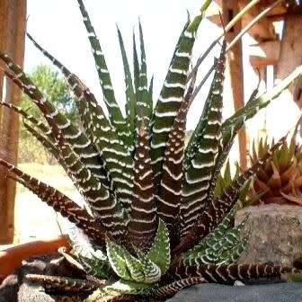 Haworthia fasciata Seeds - Indigenous Endemic Succulent - Combined Global Shipping