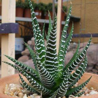 Haworthia fasciata Seeds - Indigenous Endemic Succulent - Combined Global Shipping