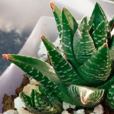 Haworthia fasciata Seeds - Indigenous Endemic Succulent - Combined Global Shipping