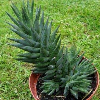 Haworthia glauca var. herrei - 10 Seed Pack - Indigenous Endemic Succulent - Flat Ship Rate - NEW