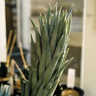 Haworthia glauca var. herrei - 10 Seed Pack - Indigenous Endemic Succulent - Flat Ship Rate - NEW