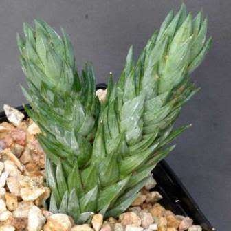 Haworthia glauca var. herrei - 10 Seed Pack - Indigenous Endemic Succulent - Flat Ship Rate - NEW