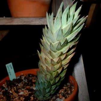 Haworthia glauca var. herrei - 10 Seed Pack - Indigenous Endemic Succulent - Flat Ship Rate - NEW