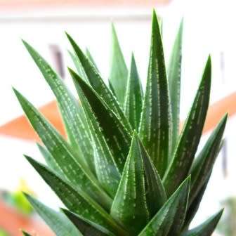 Haworthia glauca var. herrei - 10 Seed Pack - Indigenous Endemic Succulent - Flat Ship Rate - NEW