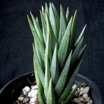 Haworthia glauca var. herrei - 10 Seed Pack - Indigenous Endemic Succulent - Flat Ship Rate - NEW