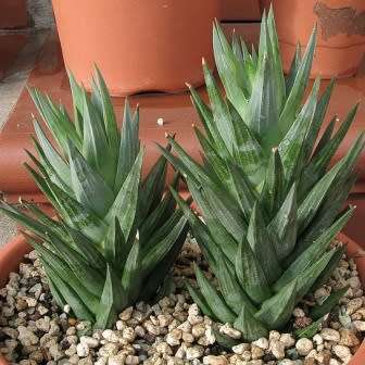 Haworthia glauca var. herrei - 10 Seed Pack - Indigenous Endemic Succulent - Flat Ship Rate - NEW