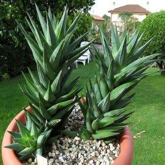 Haworthia glauca var. herrei - 10 Seed Pack - Indigenous Endemic Succulent - Flat Ship Rate - NEW