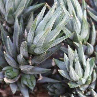 Haworthia glauca var. herrei - 10 Seed Pack - Indigenous Endemic Succulent - Flat Ship Rate - NEW