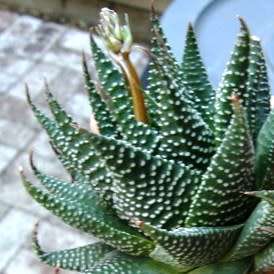 Haworthia minima Seeds - Indigenous Endemic Succulent - Combined Global Shipping - NEW