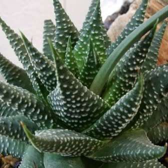 Haworthia minima Seeds - Indigenous Endemic Succulent - Combined Global Shipping - NEW