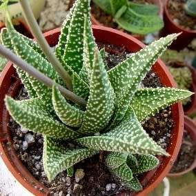 Haworthia minima Seeds - Indigenous Endemic Succulent - Combined Global Shipping - NEW