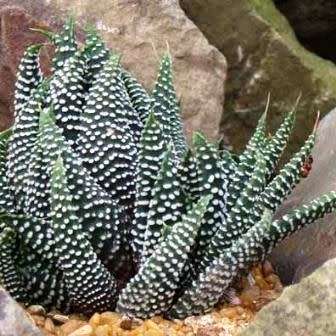 Haworthia minima Seeds - Indigenous Endemic Succulent - Combined Global Shipping - NEW
