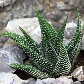 Haworthia minima Seeds - Indigenous Endemic Succulent - Combined Global Shipping - NEW