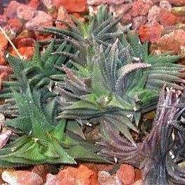 Haworthia scabra Seeds - Indigenous Endemic Succulent - Flat Ship Rate - NEW