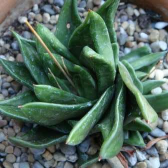 Haworthia scabra Seeds - Indigenous Endemic Succulent - Flat Ship Rate - NEW