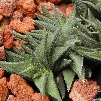 Haworthia scabra Seeds - Indigenous Endemic Succulent - Flat Ship Rate - NEW