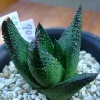 Haworthia scabra Seeds - Indigenous Endemic Succulent - Flat Ship Rate - NEW