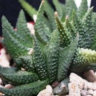 Haworthia scabra Seeds - Indigenous Endemic Succulent - Flat Ship Rate - NEW