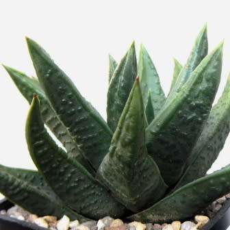 Haworthia scabra Seeds - Indigenous Endemic Succulent - Flat Ship Rate - NEW