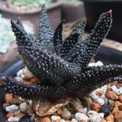 Haworthia scabra Seeds - Indigenous Endemic Succulent - Flat Ship Rate - NEW