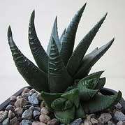 Haworthia scabra Seeds - Indigenous Endemic Succulent - Flat Ship Rate - NEW