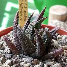 Haworthia scabra Seeds - Indigenous Endemic Succulent - Flat Ship Rate - NEW