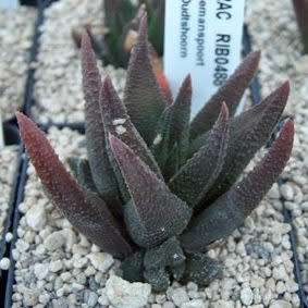 Haworthia scabra Seeds - Indigenous Endemic Succulent - Flat Ship Rate - NEW