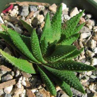 Haworthia scabra Seeds - Indigenous Endemic Succulent - Flat Ship Rate - NEW