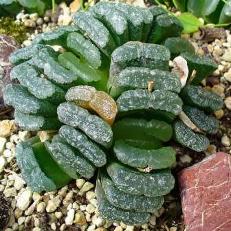 Haworthia truncata - 10 Seed Pack - Indigenous Endemic Succulent - Flat Ship Rate - NEW
