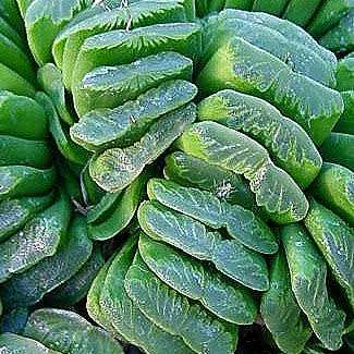 Haworthia truncata - 10 Seed Pack - Indigenous Endemic Succulent - Flat Ship Rate - NEW