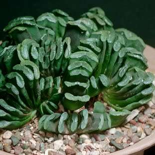 Haworthia truncata - 10 Seed Pack - Indigenous Endemic Succulent - Flat Ship Rate - NEW