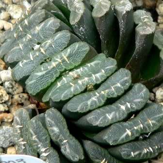 Haworthia truncata - 10 Seed Pack - Indigenous Endemic Succulent - Flat Ship Rate - NEW
