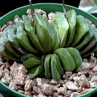 Haworthia truncata - 10 Seed Pack - Indigenous Endemic Succulent - Flat Ship Rate - NEW
