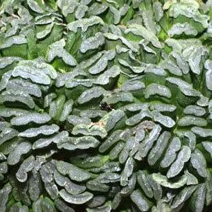 Haworthia truncata - 10 Seed Pack - Indigenous Endemic Succulent - Flat Ship Rate - NEW