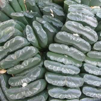 Haworthia truncata - 10 Seed Pack - Indigenous Endemic Succulent - Flat Ship Rate - NEW