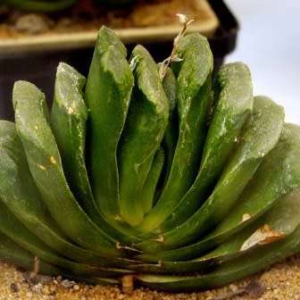 Haworthia truncata - 10 Seed Pack - Indigenous Endemic Succulent - Flat Ship Rate - NEW