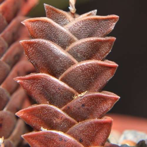 Haworthia viscosa Seeds - Indigenous Endemic Succulent - Flat Ship Rate - NEW