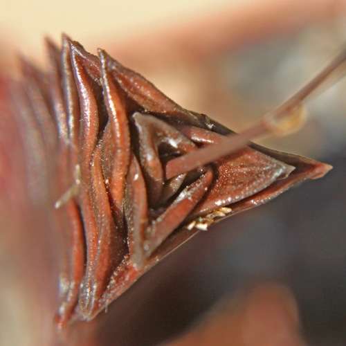 Haworthia viscosa Seeds - Indigenous Endemic Succulent - Flat Ship Rate - NEW