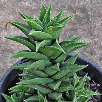 Haworthia viscosa Seeds - Indigenous Endemic Succulent - Flat Ship Rate - NEW