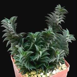 Haworthia viscosa Seeds - Indigenous Endemic Succulent - Flat Ship Rate - NEW