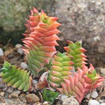 Haworthia viscosa Seeds - Indigenous Endemic Succulent - Flat Ship Rate - NEW