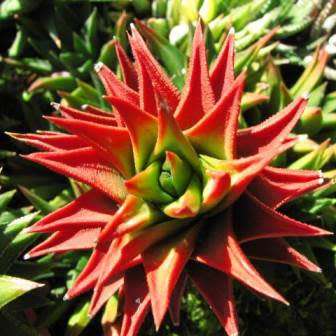 Haworthia viscosa Seeds - Indigenous Endemic Succulent - Flat Ship Rate - NEW